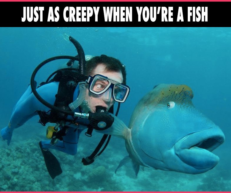 This post was inspired by someone I saw just randomly stand close to someone else, 3 inches from them when there was lots of room.  It reminded me of this image. Personal space applies to all species.
#scubadiver scubadivers #wedivetoo