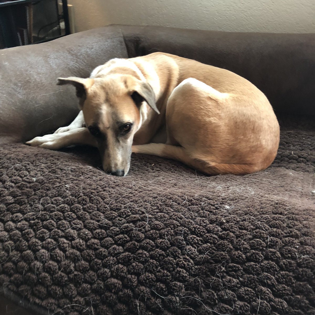 I am fostering a fur kid on her way to her forever home tonight.  #AdoptDontShop #fosterfurmom #streetdoghero