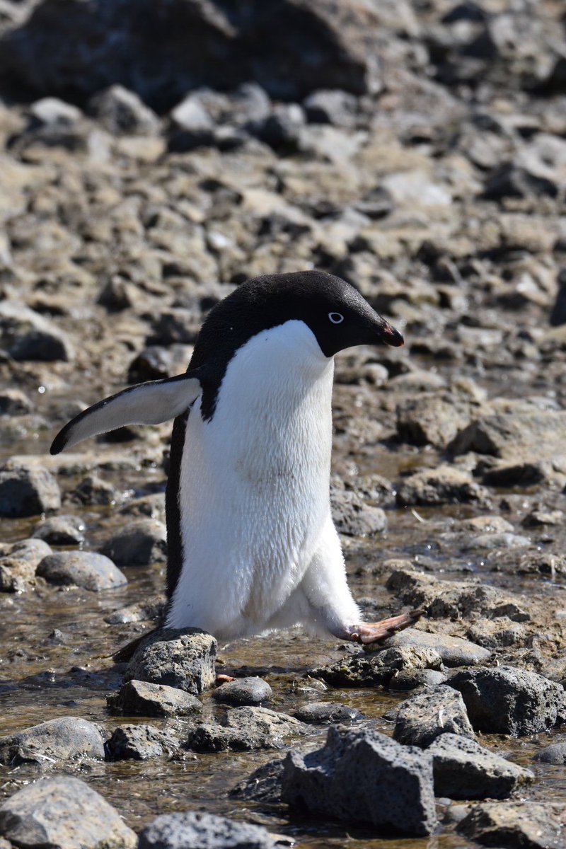 マツシタ アデリーペンギンはやっぱり可愛いなあ アデリーペンギン 南極