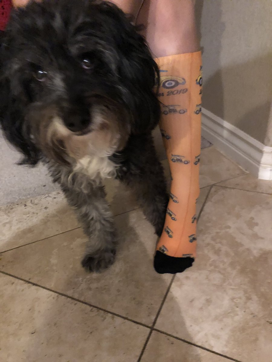 DebbyCherney's tweet photo. Crazy sock day at school tomorrow ... @gfoa #bugsocks #gfoa2019 #katebug #aussiedoodle https://t.co/1NcA4QFOei