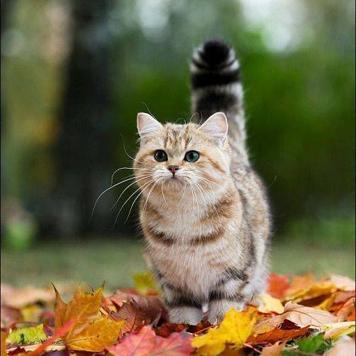#cat🍂🍂🍂🍂🍃🍃🍃🍁🍁🍁🍁🍁🍁