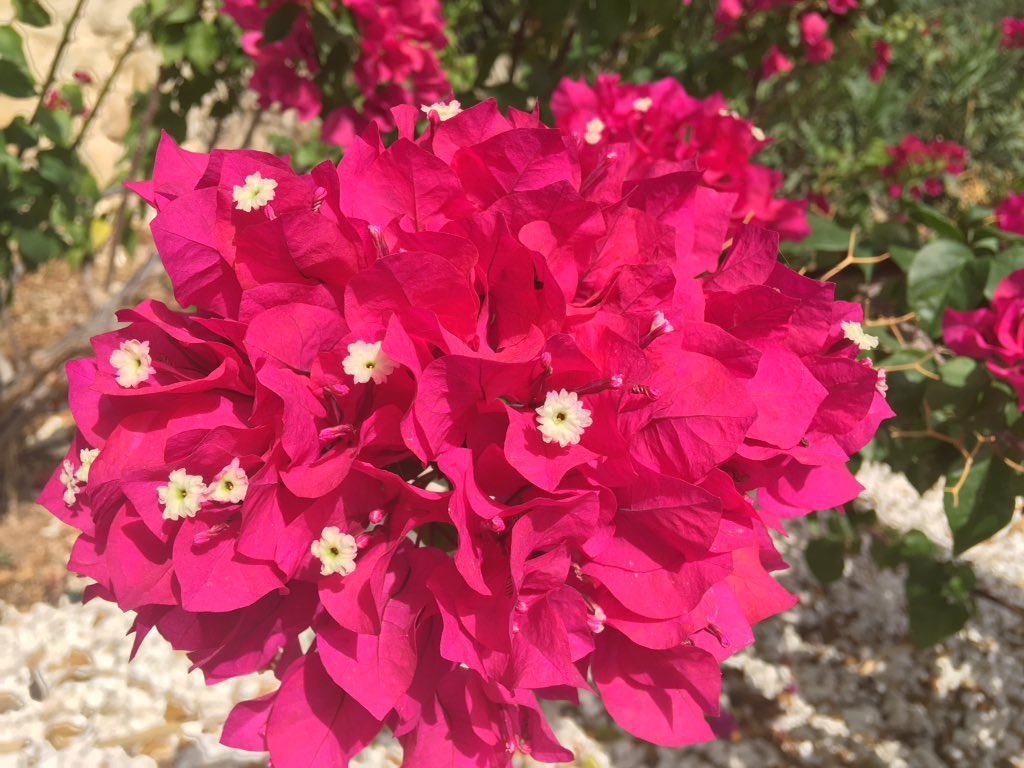 PoppyH20's tweet image. Very special day today #btposse pals, my hoosis and @cocopops_12 Coco's mum and dad are 👰🤵💍💐so we, their virtual bridesmaids, are sending them all our love and best woofs for a lovely day. Big thanks to our fairy dogmuvver @soxcollie for looking after us ❤️❤️❤️