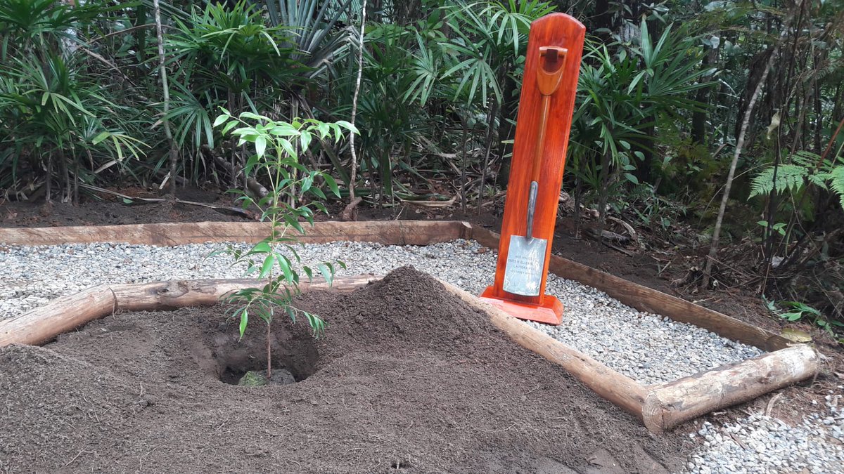ukinfiji's tweet photo. The Duke of Sussex Prince Harry planted a dakua seedling in Colo-i-Suva using the same shovel his grandmother Queen Elizabeth II used during a royal visit in December 1953 where Her Majesty the Queen planted a tree in Lautoka.

#RoyalVisitFiji https://t.co/MOFmyTRDQz