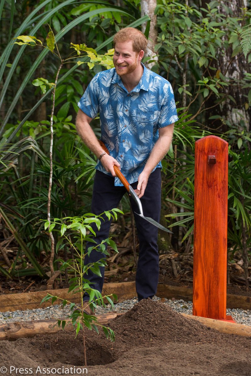 ukinfiji's tweet photo. The Duke of Sussex Prince Harry planted a dakua seedling in Colo-i-Suva using the same shovel his grandmother Queen Elizabeth II used during a royal visit in December 1953 where Her Majesty the Queen planted a tree in Lautoka.

#RoyalVisitFiji https://t.co/MOFmyTRDQz