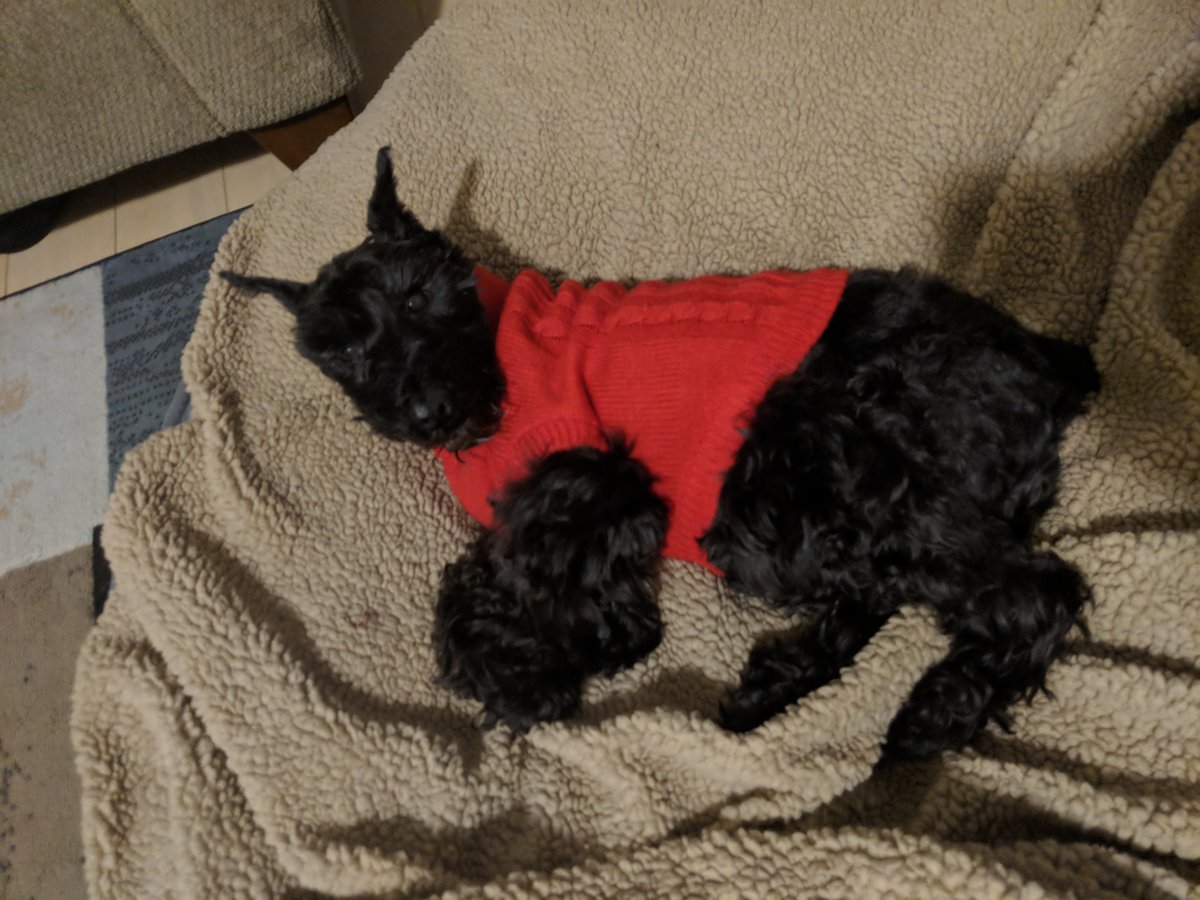 thebearded_lady's tweet photo. Does this sweater make me look fat? #isurehopeitdoes #eateverything #somuchchicken #miniature2giant #fatschnauzer #lifegoals https://t.co/DsGLP8YW1q