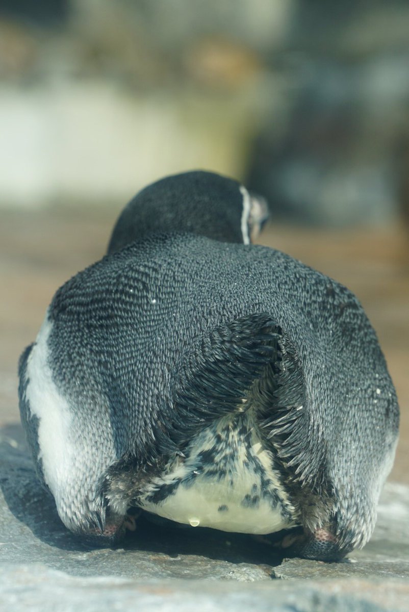 ペンギンの足の裏ってこうなってるのか 氷の上でも凍らない秘密と新たな萌えペンケツの可愛らしさについて Togetter ペンギンの足の裏ってこうなってるのか 氷の上でも凍らない秘密と新たな萌えペンケツの可愛らしさについて Togetter