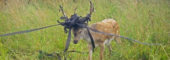 Local <a href="/DevonWildlife/">Devon Wildlife Trust</a> #volunteers are planning a litter pick to help wildlife in and around our Bovey Heathfield reserve. Can you spare 1 or 2 hrs on the morning of Saturday 27th October? More info at mailchi.mp/1d09907646c5/a…