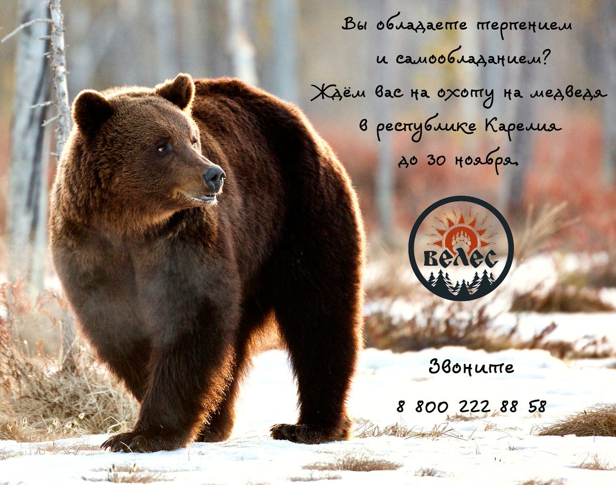 velesoxota's tweet photo. ⚠Вы обладаете терпением и самообладанием?
✨Ждем Вас на охоту на медведя в республику Карелия до 30 ноября!
☎8 (800) 222-88-58 Звонок по России бесплатный. 
✨ #охота #охотанамедведя #охотавкарелии #охотаволгоград #велес #базавелес #базамоисеево  #охотавкарелии #рыбалкавкарелии https://t.co/pazNJxGWYQ