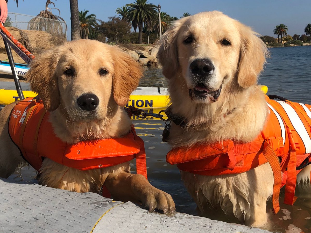 TheFriddle's tweet image. Loved our #SupPups California experience today! #toofun #gooddoggos