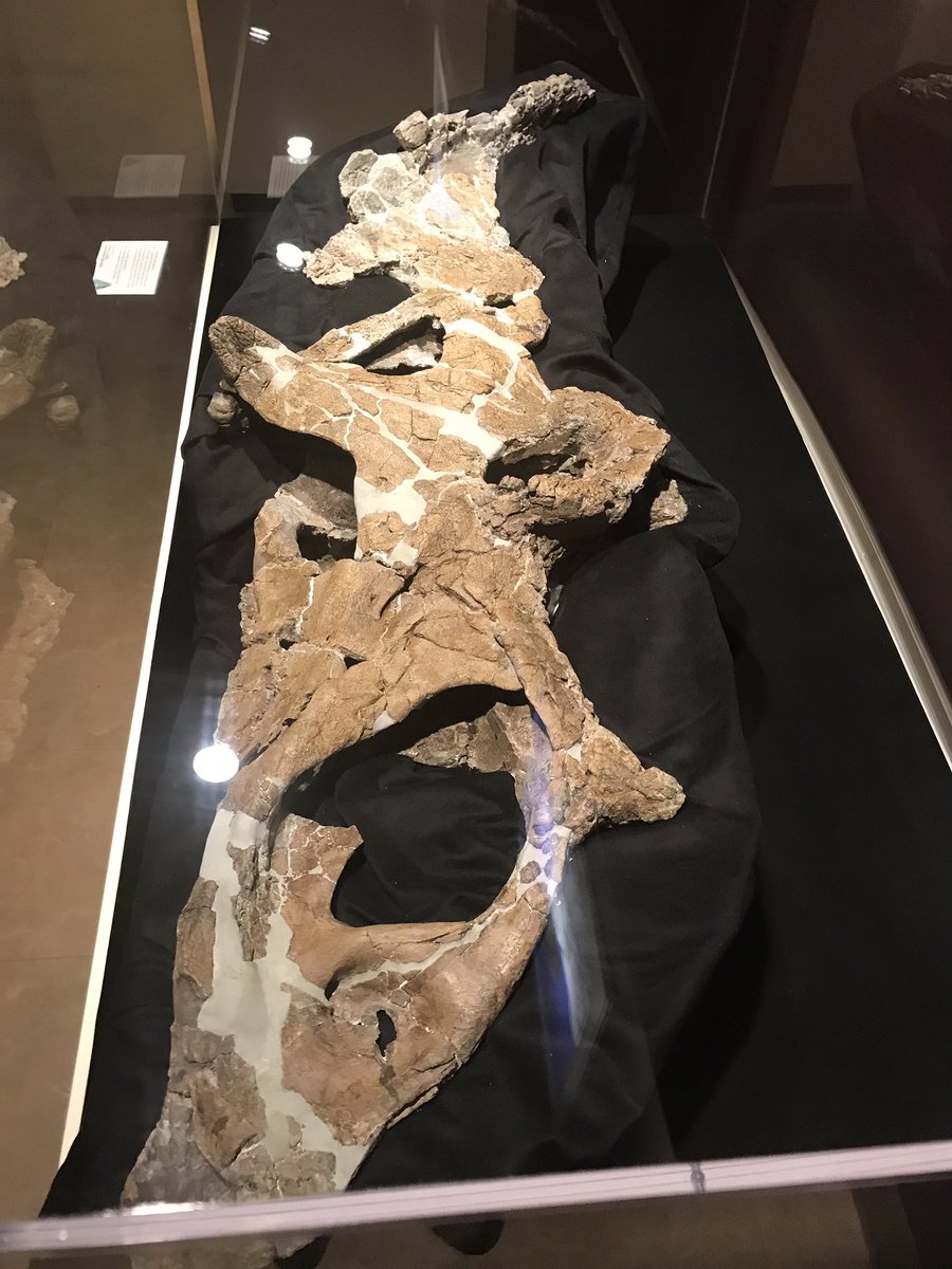 「5分の2」
#NMMNH P-50000
ペンタケラトプス・ステルンベルギ部分的な頭骨
サンフアン郡ハンターウォッシュ層群カートランド層産