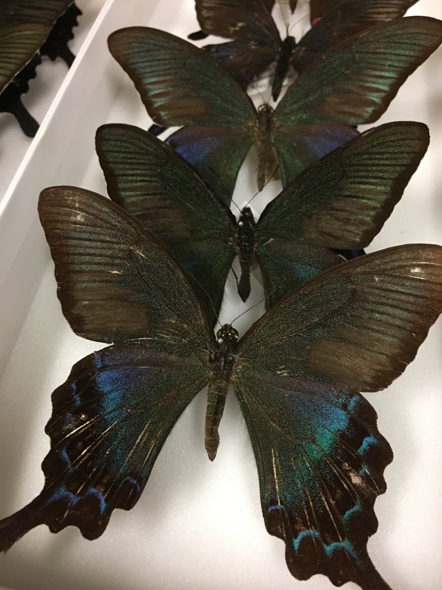 Isa Betancourt Ø¹ÙÙ ØªÙÙØªØ± The Butterfly Whose Scales We Looked At Under The Dissection Scope During The Bugscope Is Papilio Bianor The Chinese Peacock Butterfly Https T Co Cfbxpi3dfi
