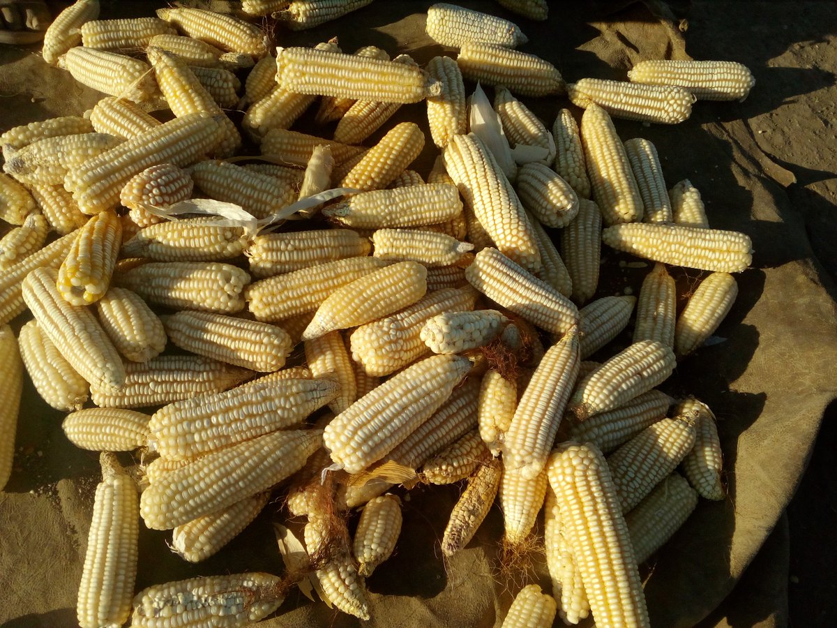 banchtes's tweet photo. The third Agronomic Panel Survey is taking place in Oromia and Amhara regions of Ethiopia. It includes georeferenced grain and soil sampling. #TAMASA #BMGF #CIMMYT https://t.co/JiREhvVSTU