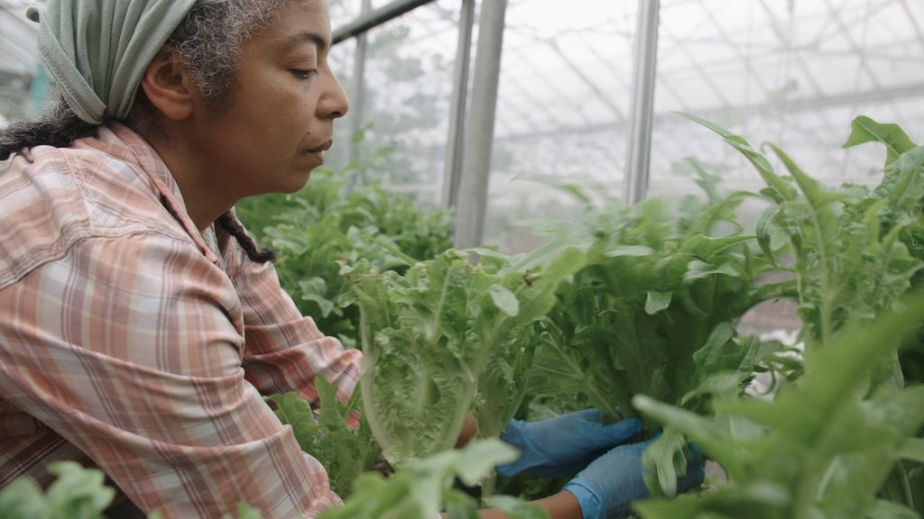 #InOurHandsFilm is screening tomorrow at the Courtyard Theatre in Hereford, organised by <a href="/HfdsGN/">Hfds Green Network</a>. If you're over that way, why not try for tickets? 😃 @LandworkersUK #Blackbarkfilms 📽️ buff.ly/2R4hA4Q