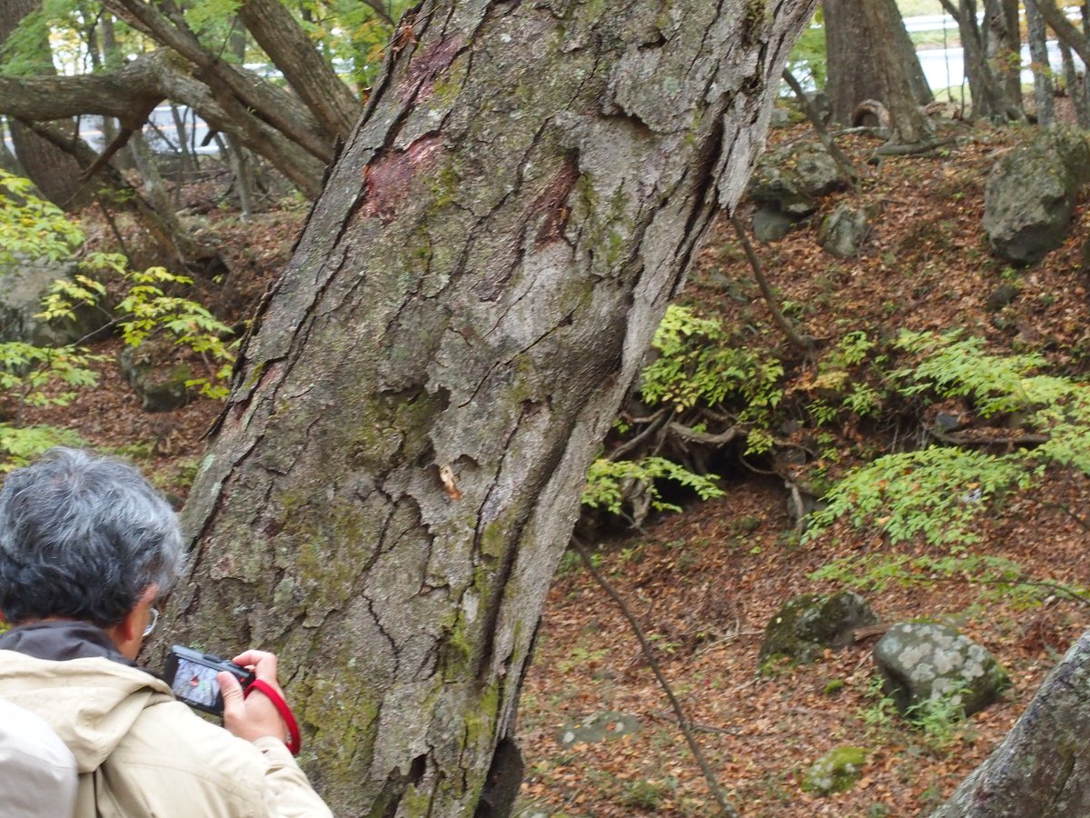 Sawagani550 Auf Twitter 植生学会エクスカーションの写真整理 オノオレカンバbetula Schmidtiiの大木の樹皮 は亀甲状にはがれる はがれる樹皮片は4mmくらいの厚みがあって 恐竜のウロコのようだ 恐竜のウロコがどんなんかはしらんけども お気持ちです T