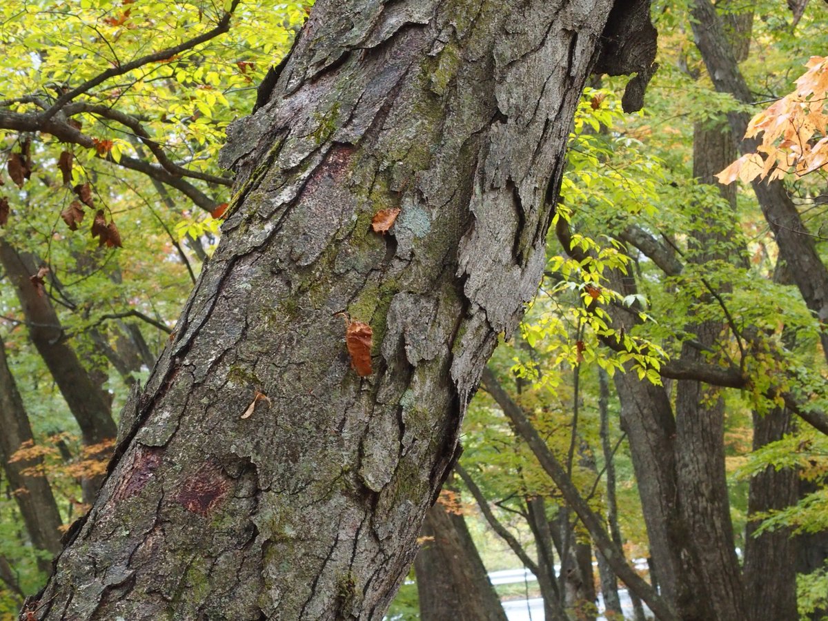 Sawagani550 Auf Twitter 植生学会エクスカーションの写真整理 オノオレカンバbetula Schmidtiiの大木の樹皮 は亀甲状にはがれる はがれる樹皮片は4mmくらいの厚みがあって 恐竜のウロコのようだ 恐竜のウロコがどんなんかはしらんけども お気持ちです T