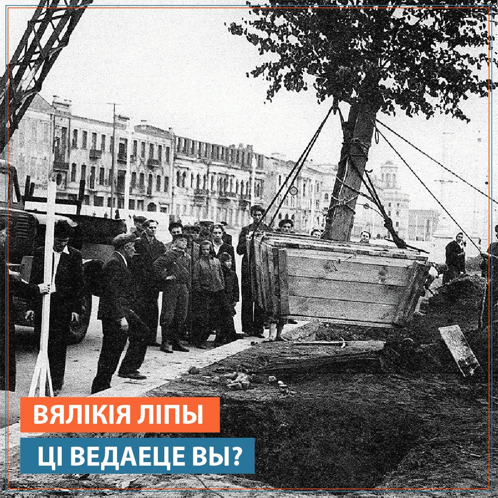 BelVebBank's tweet photo. На фотаздымках толькі што адбудаванага пасля вайны праспекта Незалежнасці ў вочы кідаюцца вялікія дрэвы.
Уздоўж праспекта адразу садзілі 25-гадовыя ліпы.
Іх прывозілі сюды ў велізарных драўляных кадках.
Дарэчы, ліпы - таму што Менск ад немцаў вызвалілі ў ліпені. https://t.co/1aAdysmzxL