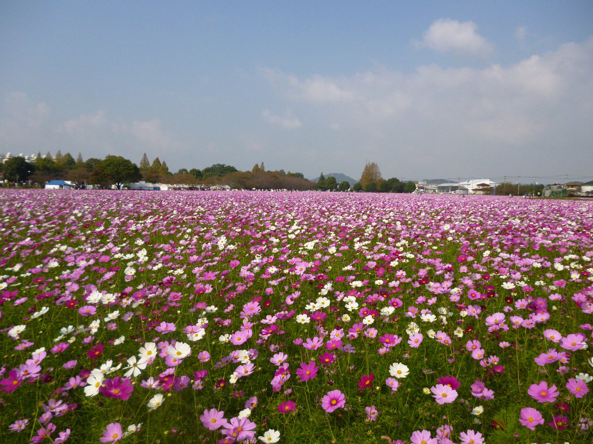 キリン花園 キリン花園