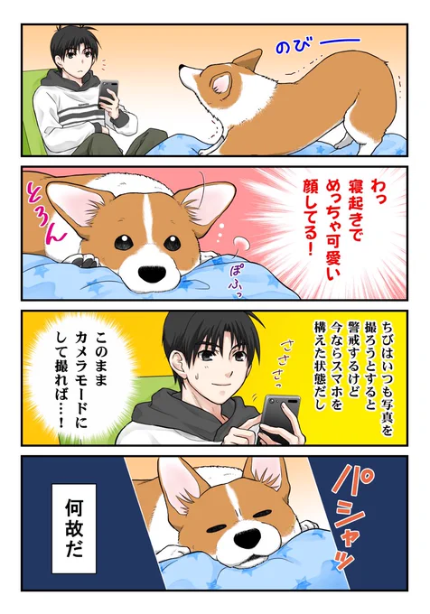 うちの犬は油断していたはずなのに写真を撮られる時の警戒が素早い 