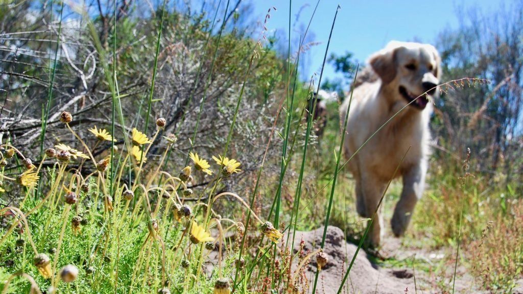 New Post: Critters &amp; Your Dogs: The Need-to-Know About Snakes &amp; Ticks buff.ly/2PPJilw