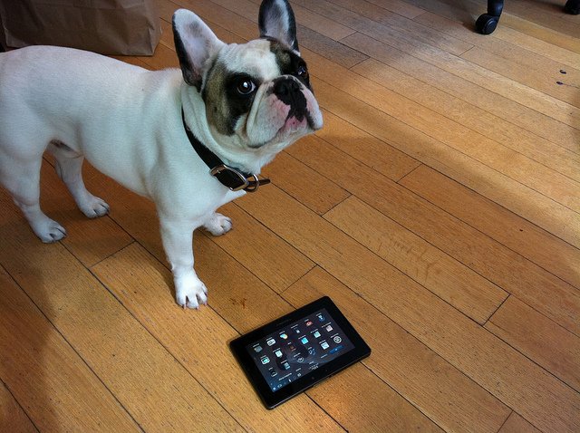 oo_monkeys's tweet photo. Keep track of your pooch with some great new apps to use for your dog. https://t.co/9qoi4HwfcR https://t.co/DqdwwouF7j