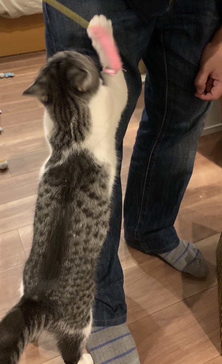 猫マグロ 実況者 猫アレルギー ほんと美猫のクロエちゃん 犯罪的にかわいかった