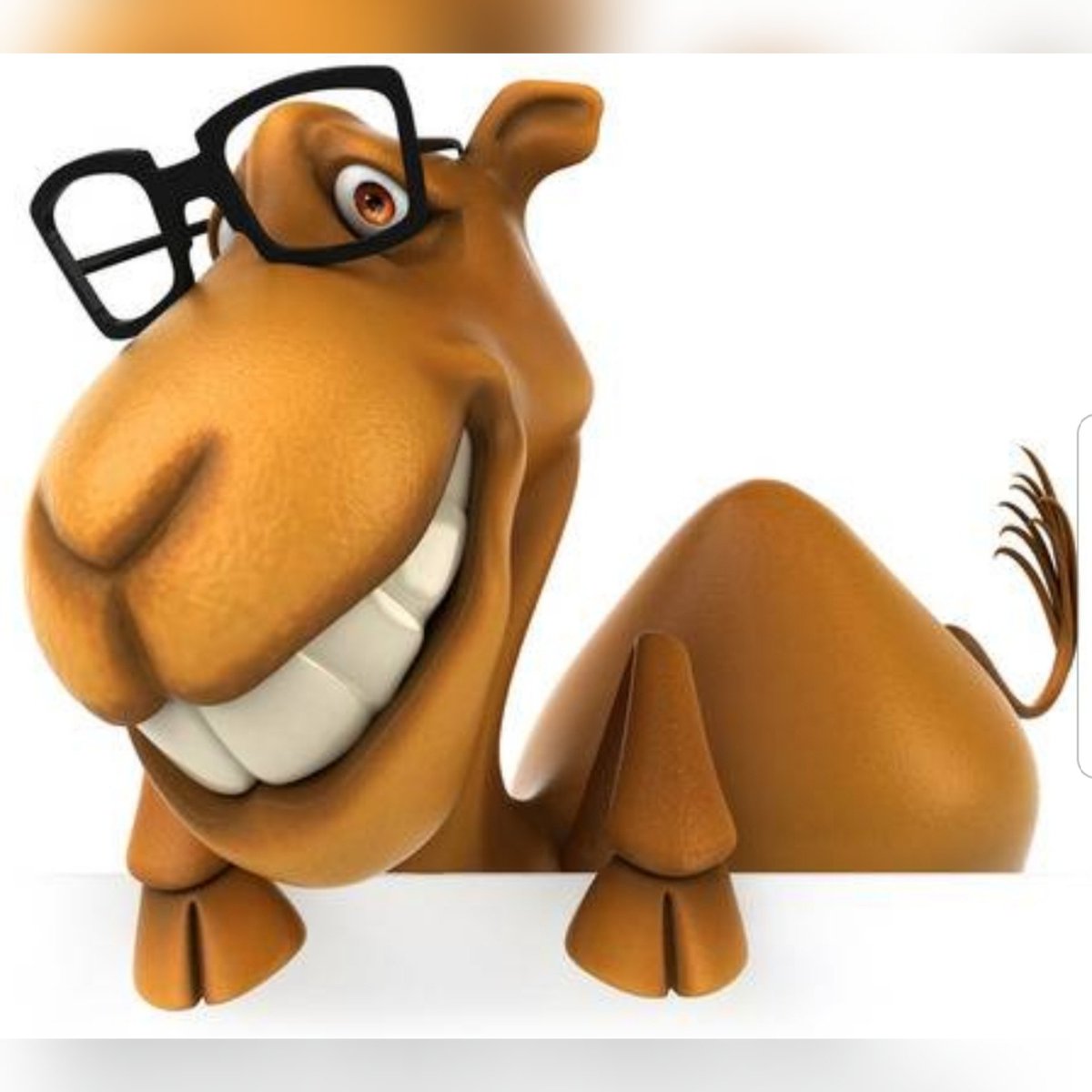 OrrellOpticians's tweet image. Happy Hump day 🤓 #HumpDay #ThisCamelisWearingGlasses