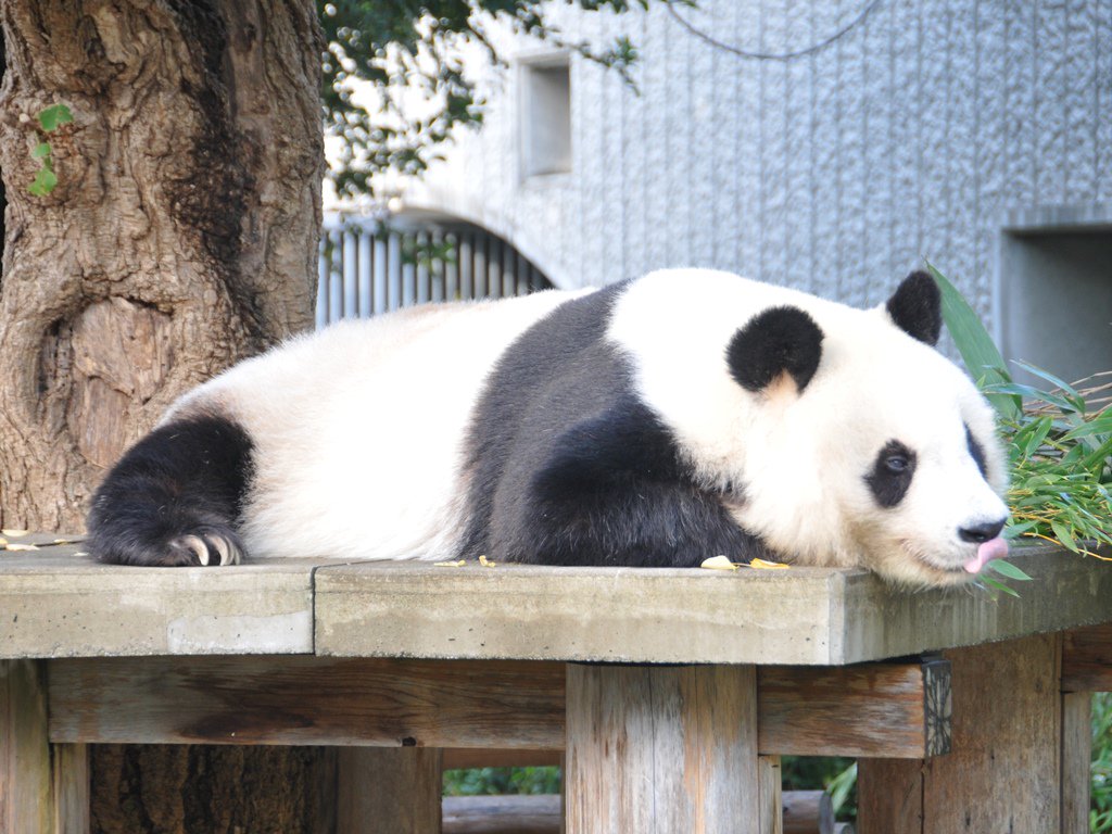 神戸市立王子動物園(公式) on Twitter: