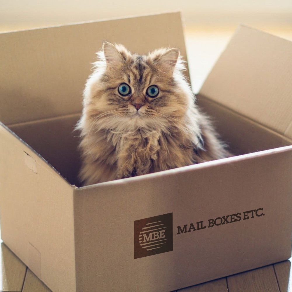 Who said that boxes are just for shipping? 🤔 At Mail Boxes Etc Bath we have a wide range of boxes for every need. How about one as a hiding place for your cat?! 😃 #mailboxesetc #cat #cute #catinthebox
