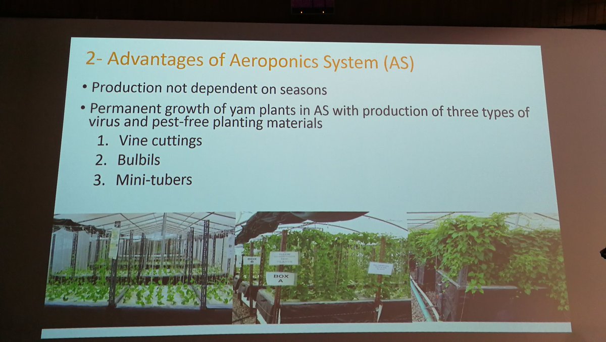 jamesplegg's tweet photo. Norbert Maroya of #IITA &amp; the #YIIFSWA project exudes enthusiasm about the emerging power of aeroponics for producing high quality #yam seed in #Nigeria but with potential to transform the yam industry in West Africa #ISTRC2018 @IITA_CGIAR @CIAT_ @Cipotato @simonestaiger @l_lava https://t.co/fr5V6kdA02
