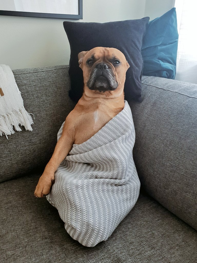 you have been visit by holy dog. like + retweet for 15 year good luck. peace be upon you.