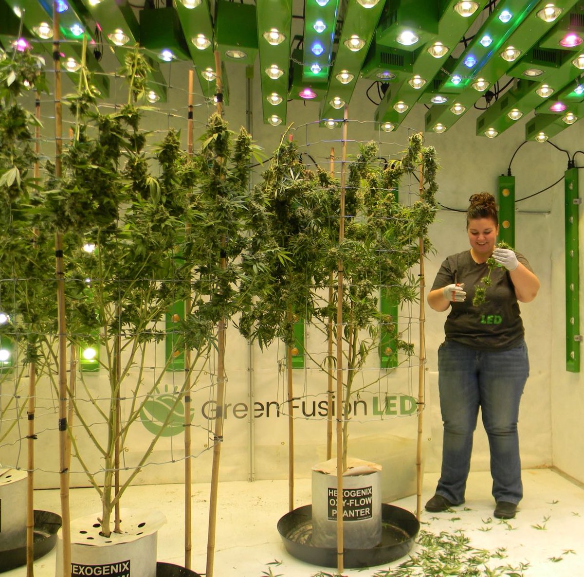 greenfusionled's tweet photo. The first #oxyflowplanter experiment went so well we almost hate to see it end but😍🤩🤤Can't wait to taste it!#bestledgrowlight #growyourown #bestcommercialledlight @BoyGiuly @UncleTweezy @EmeraldZoo @afterdarkmusic @DragonsBloodSmo @realmedicineMI @james_bong13 @420StonerCorner https://t.co/2AmhRqBzTo