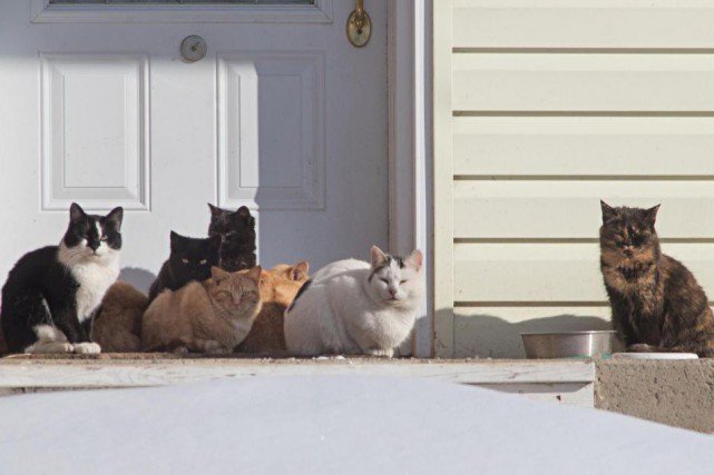 Le_PartiLaval's tweet photo. Le règlement animalier ne rencontre pas les objectifs visés et suscite l'insatisfaction des citoyens. Nous proposons d'annuler l'obligation du micropuçage, d'allonger la période valide des permis pour chats et de diminuer leur tarif. #Laval  https://t.co/K5DYcL8RMm https://t.co/01SMywo5lp