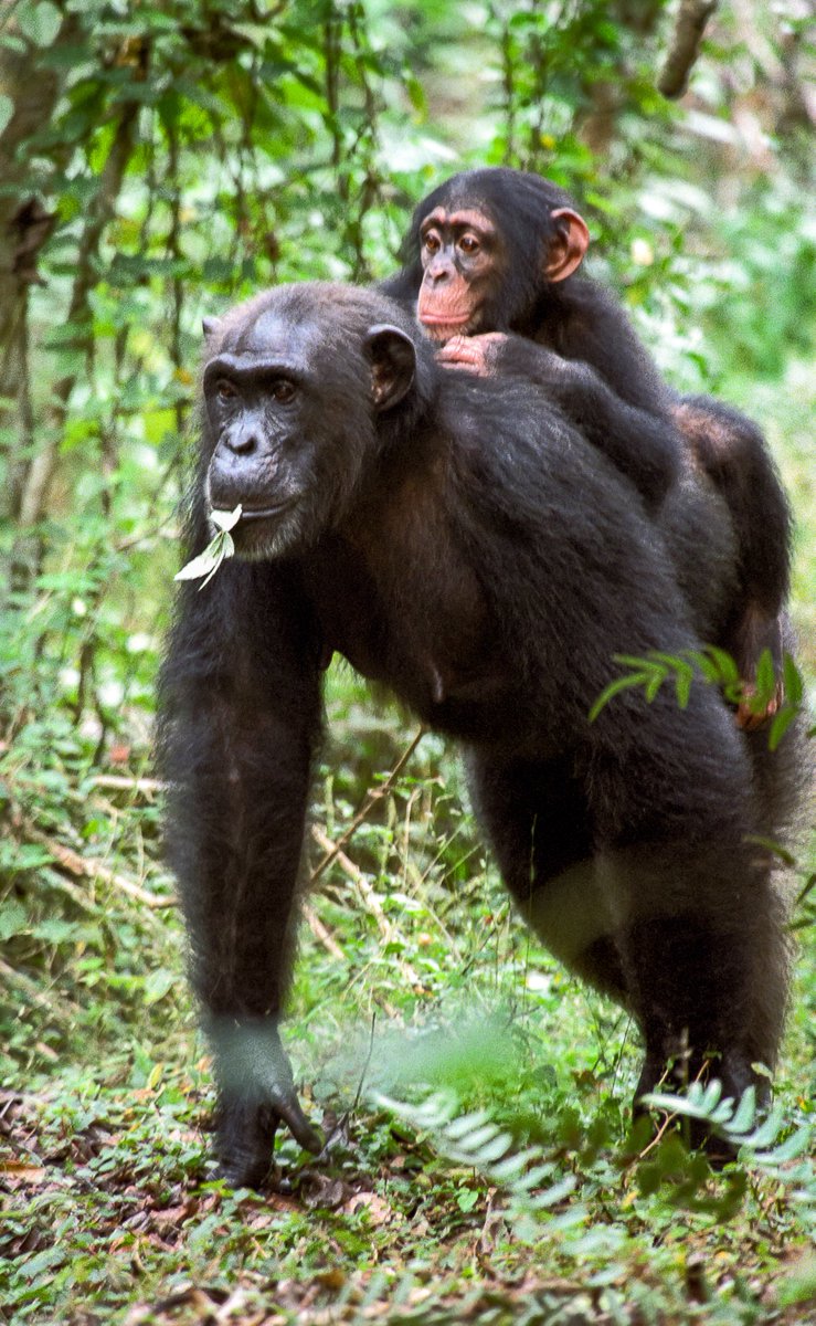 Sexy female chimp — pic 10