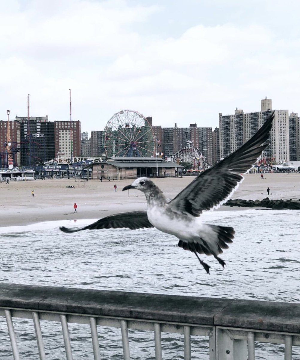 ConeyIslandFun's tweet photo. It's all about timing β±
π· by @la_delicate_parenthese
#cominginforalanding #coneyisland https://t.co/RPs46WJwvY