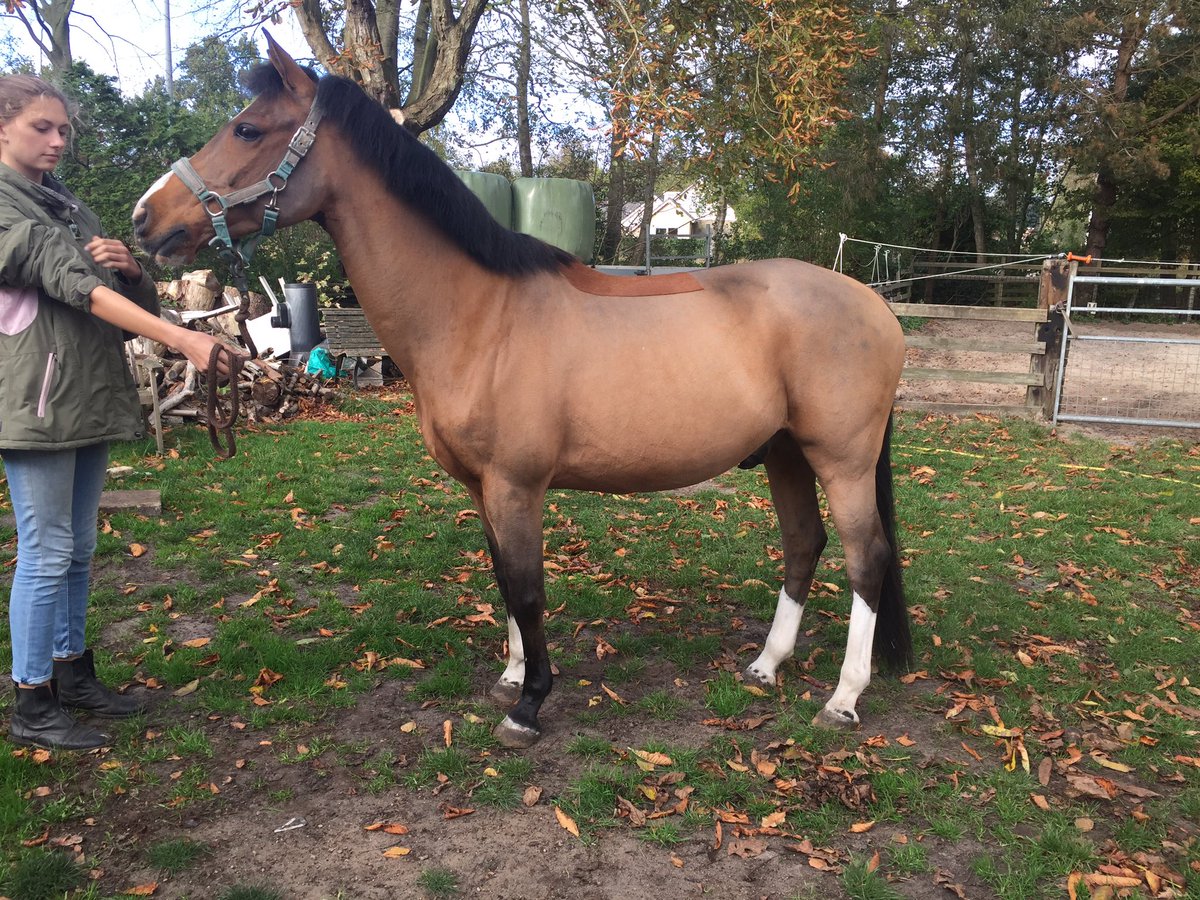 PaardenScheren's tweet photo. Nice pony 🦄✂️! 

#horsegrooming #horseclipping #clippingservice #maysoonrashid #aesculap #AndisGrooming #moser #horsecare #paardenscheren https://t.co/DFkzgTKiOu