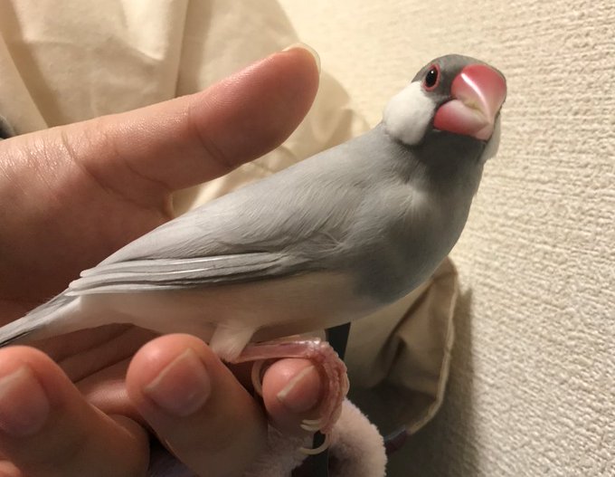 10月24日は #文鳥 の日ということらしいので飼っていた文鳥ピーコの写真を貼ります。握らせてくれてとても賢い子で、仕事がすごくキツイ時に横になってへばっててもうやだ～ってなってた時におふとんまで飛んできて(比喩でなく)スマホ弄ってる手によく乗ってきてくれて本当に癒やされました… 