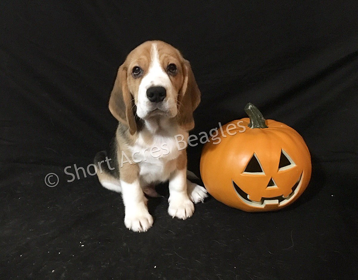 ShortAcresBeagl's tweet photo. Happy Howl-o-ween from Falkor (11 Weeks Old)! 🎃 🐶 #beagle #beaglesofinstagram #beagleboy #halloweenbeagle #happyhalloween #happyhowloween #beaglepuppy #shortacresbeagles https://t.co/ahBmMYbWvb