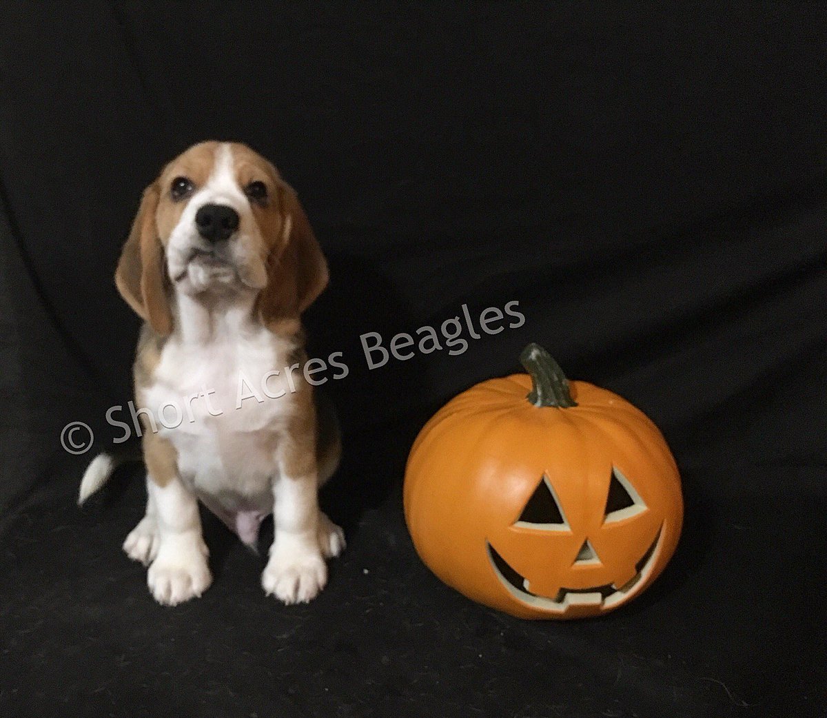 ShortAcresBeagl's tweet photo. Happy Howl-o-ween from Falkor (11 Weeks Old)! 🎃 🐶 #beagle #beaglesofinstagram #beagleboy #halloweenbeagle #happyhalloween #happyhowloween #beaglepuppy #shortacresbeagles https://t.co/ahBmMYbWvb