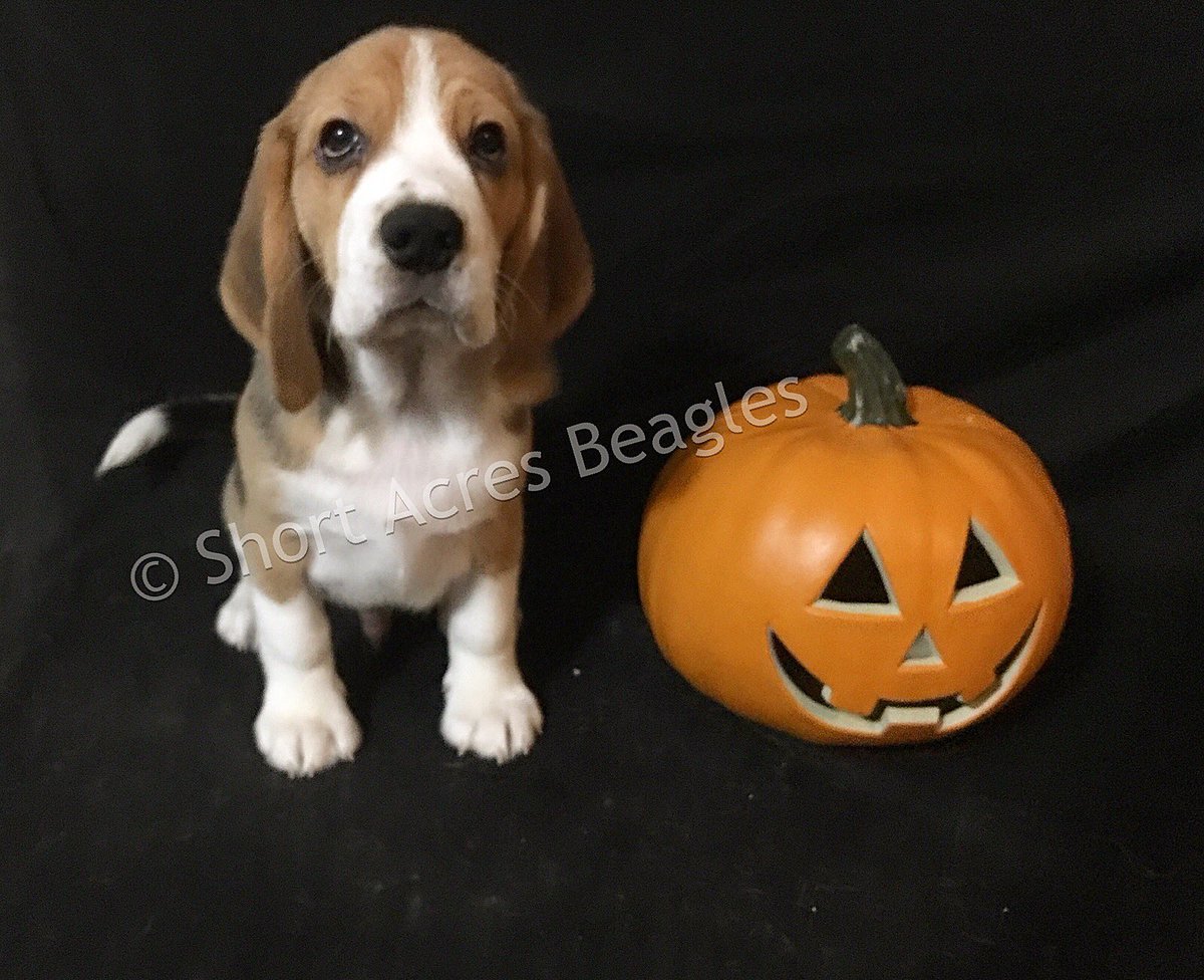 Happy Howl-o-ween from Falkor (11 Weeks Old)! 🎃 🐶 #beagle #beaglesofinstagram #beagleboy #halloweenbeagle #happyhalloween #happyhowloween #beaglepuppy #shortacresbeagles