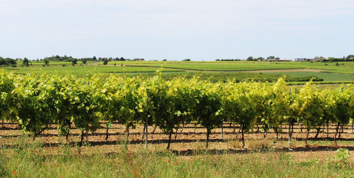 Avez-vous déjà entendu parler du parrainage de pieds de vignes ? Tout ce qu'il faut savoir dans l'article :
bit.ly/2PohW98

#wine #vin #epicuriens #oenotourisme #parrainage #vignoble