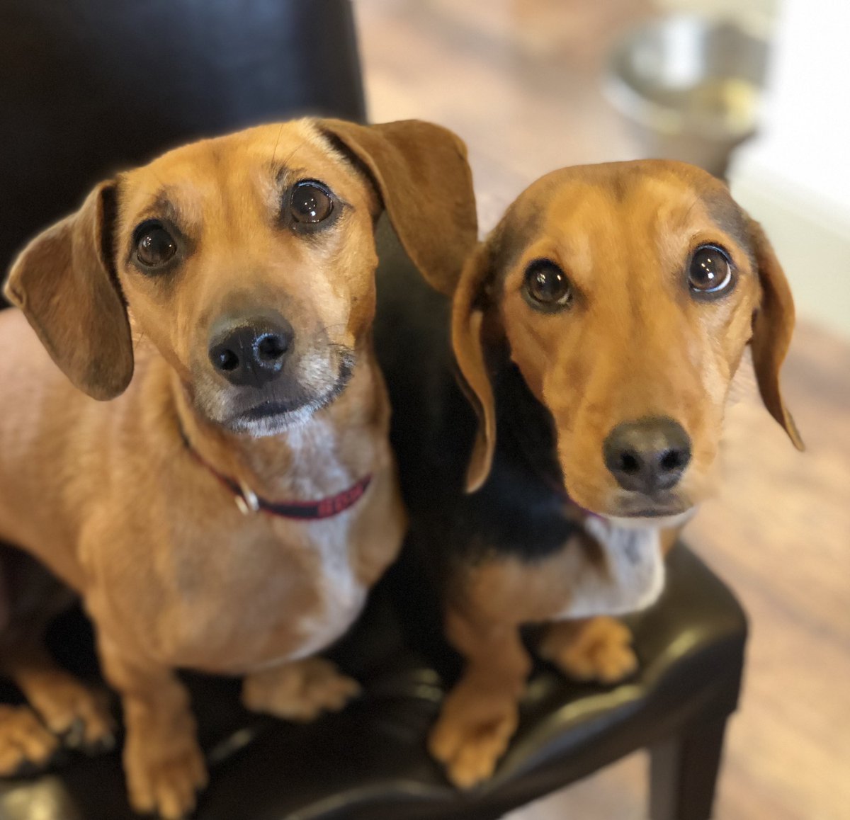 SausageDogHotel's tweet photo. Butter wouldn’t melt... #groakers https://t.co/PLUqMzCFn6
