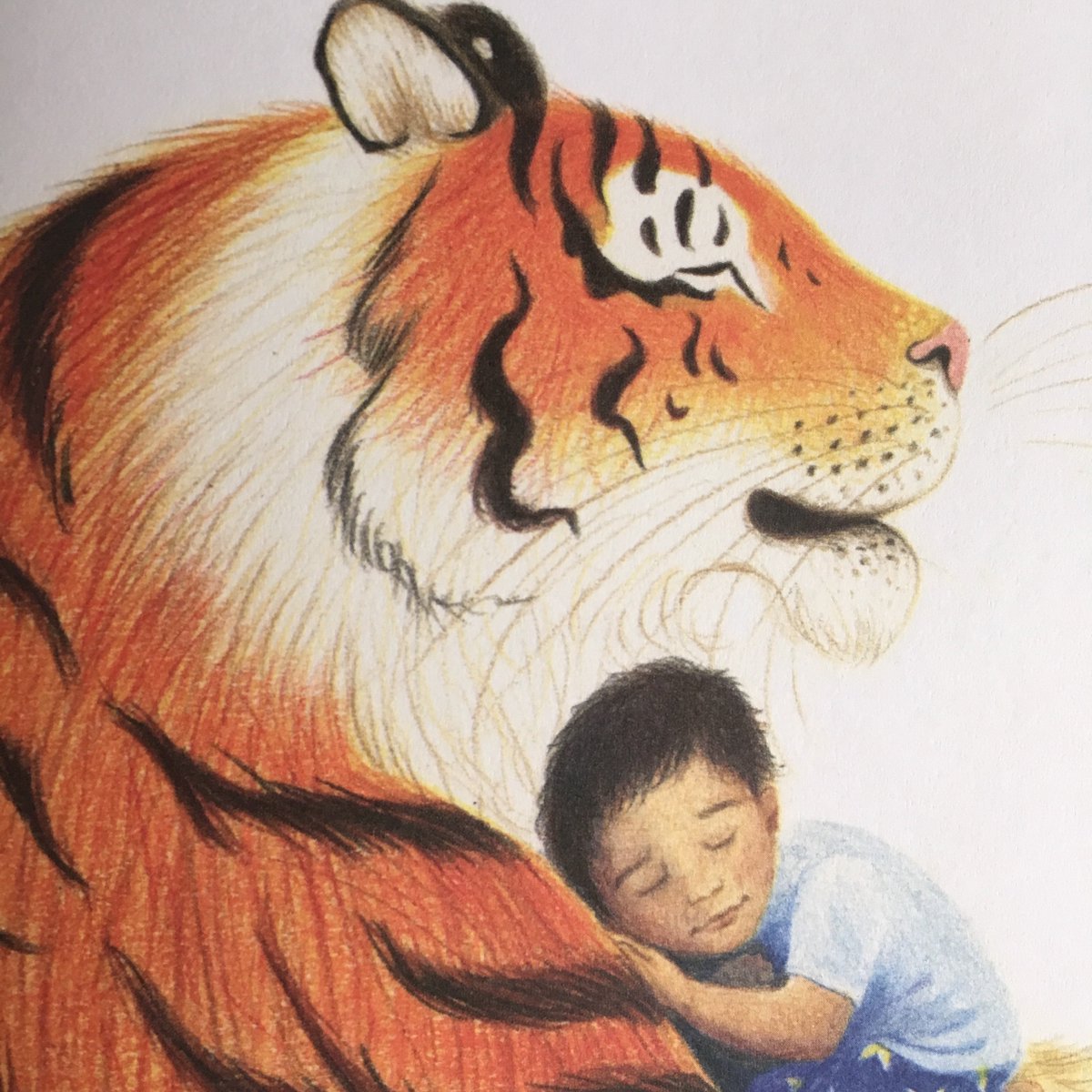 dihofmeyr's tweet photo. Day 2 to countdown to lift off of #TigerWalk @JesseHodgson @OtterBarryBooks @bouncemarketing In bookshops tomorrow or else to order. No more night fears with this tiger around. @haringeylibrary https://t.co/ew6Ujd364B