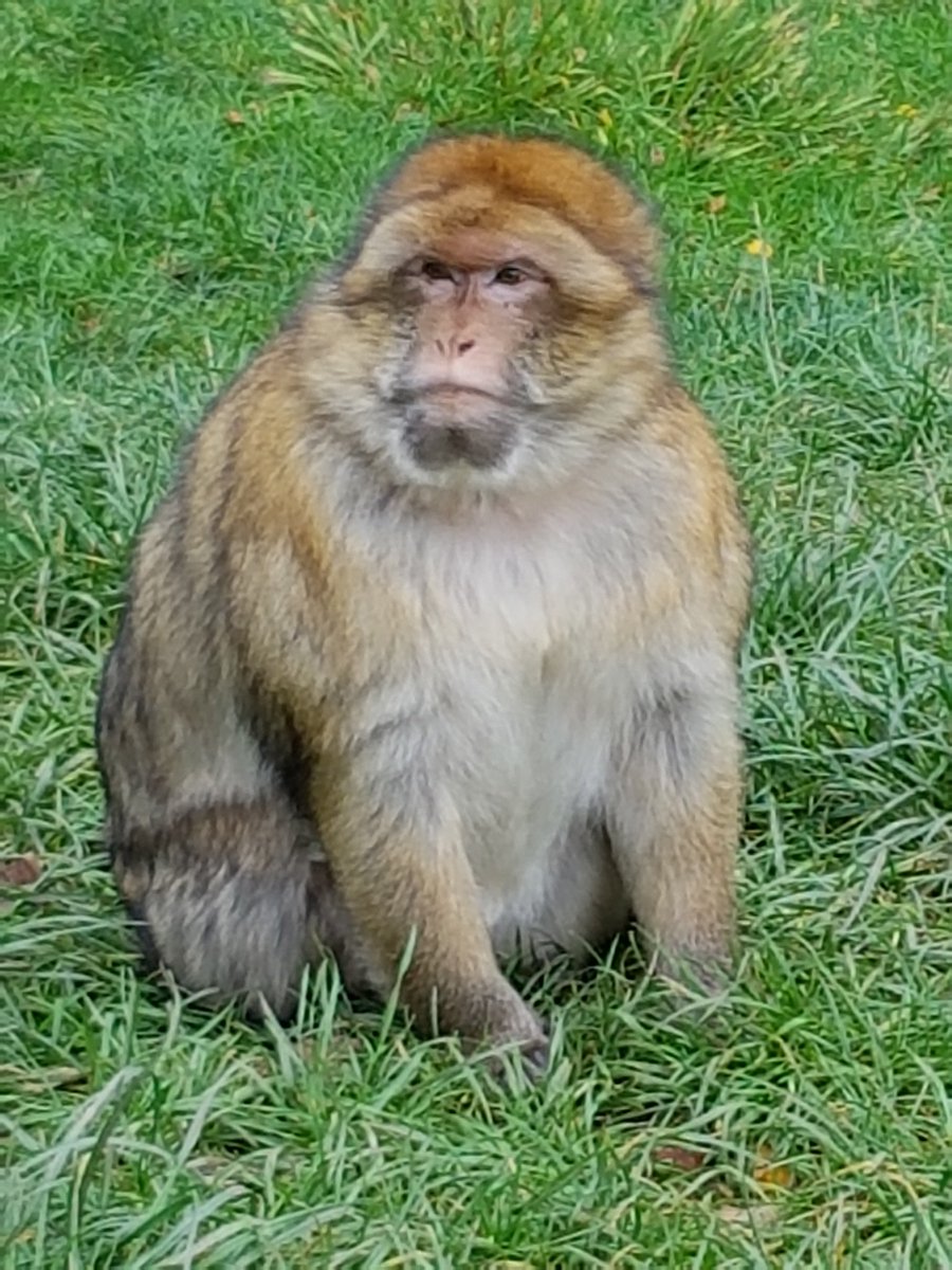 Arts Award wildlife photography session at Monkey Forest, Grantham <a href="/ellesmerecoll/">Ellesmere College UK</a> <a href="/ArtsAward/">Arts Award</a> <a href="/Artsmarkaward/">Artsmark</a>