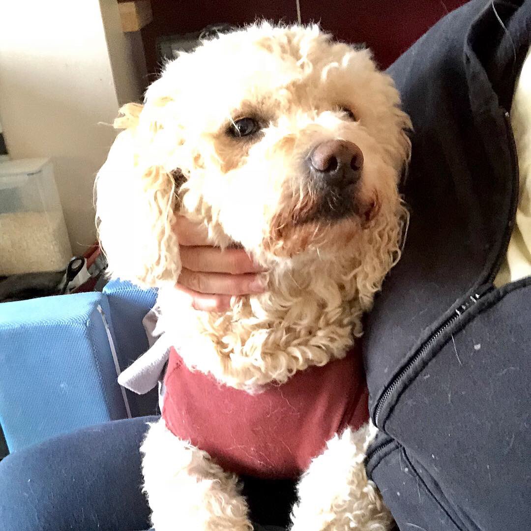 PawfectMatchUK's tweet photo. Ness - 8yr old Labradoodle 🐩

A small sized girl who has just had her life turned upside down. If you could offer this girl a home, please get in touch with her rescue (details found within our app). And if not, RT and let’s find someone who can https://t.co/YauwIvAbwh https://t.co/bnT6lNSOSv