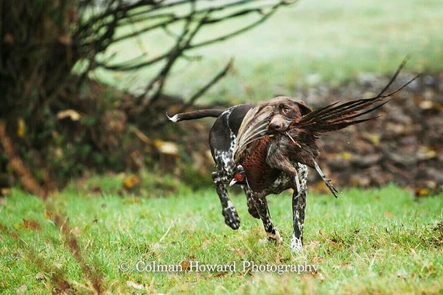 RathcormacGun's tweet photo. Not long now 👌 #gundogoftheday #germanshorthairedpointer #pheasanthunting #birddogoftheday #pointerbrand #uplandhunting #gundoghunting #countrysidealliance #huntinggame #hunting #huntingdogs #huntinginireland https://t.co/tP2fNaLTUX https://t.co/MVjl7zc2BY