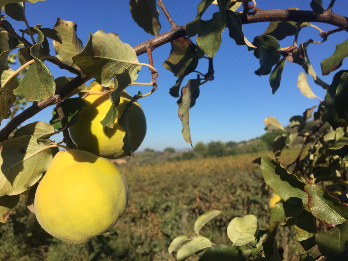 jgrauviticultor's tweet image. #Codonys entre vinyes a #Marçà #Priorat que ens fan recordar una lectura deliciosa @Lacuinavioleta “Codonys a l’armari” naninolla.cat/2018/04/codony…