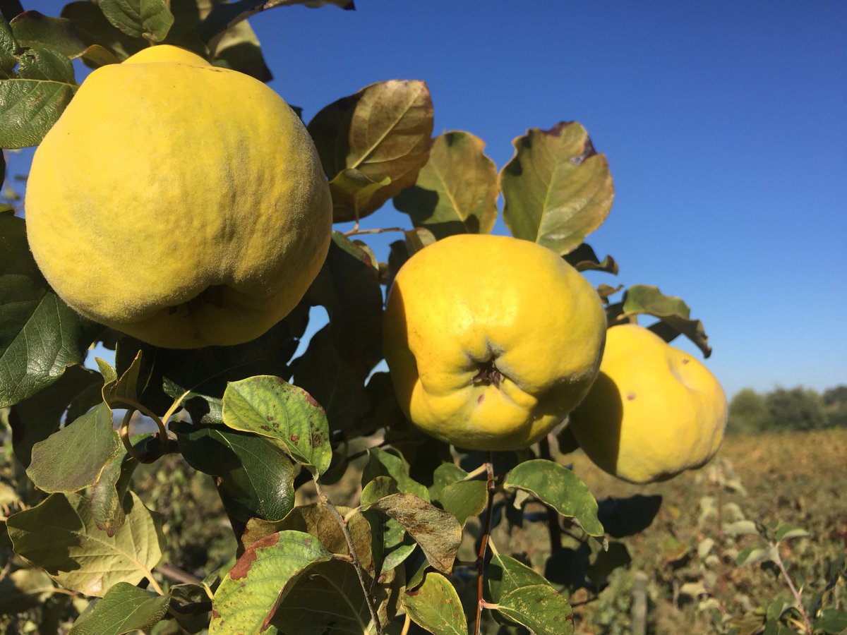 jgrauviticultor's tweet image. #Codonys entre vinyes a #Marçà #Priorat que ens fan recordar una lectura deliciosa @Lacuinavioleta “Codonys a l’armari” naninolla.cat/2018/04/codony…