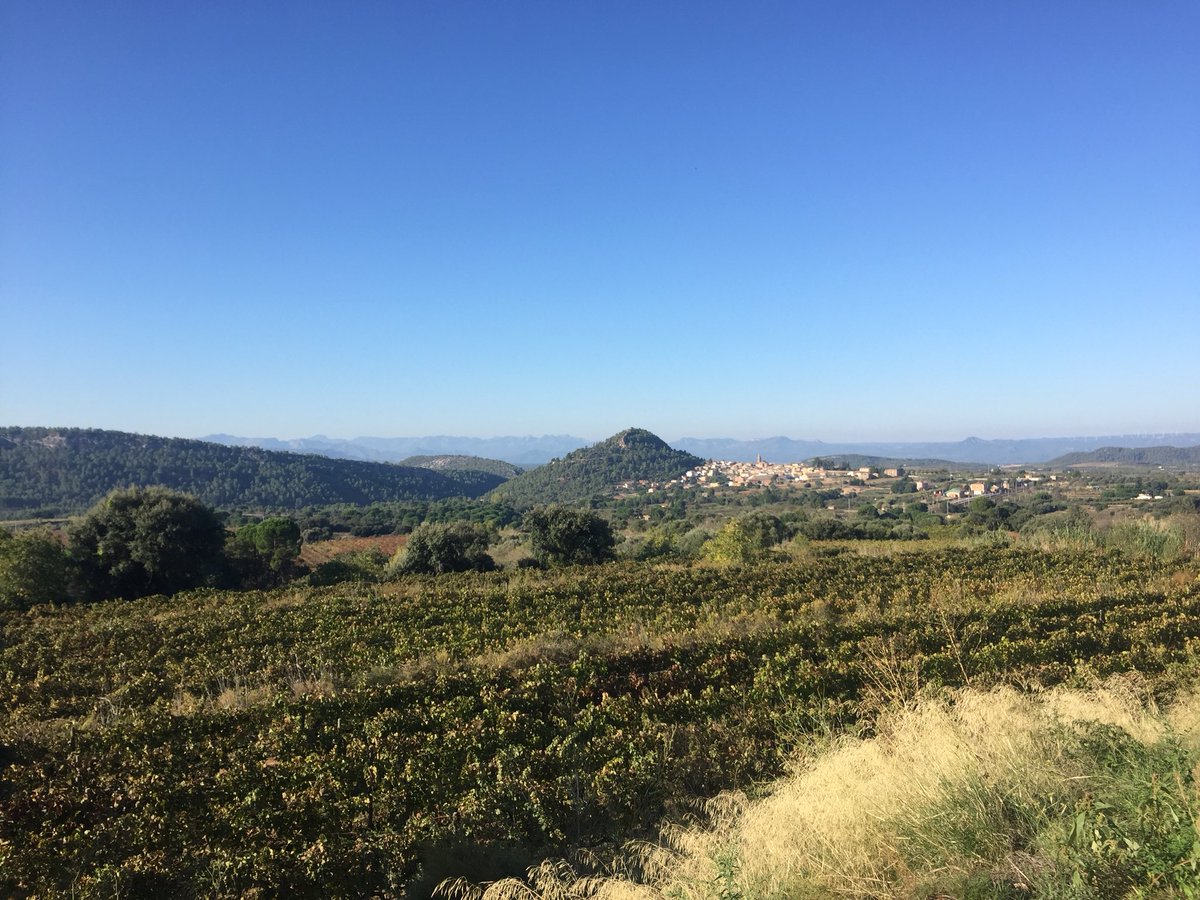 jgrauviticultor's tweet image. #Codonys entre vinyes a #Marçà #Priorat que ens fan recordar una lectura deliciosa @Lacuinavioleta “Codonys a l’armari” naninolla.cat/2018/04/codony…