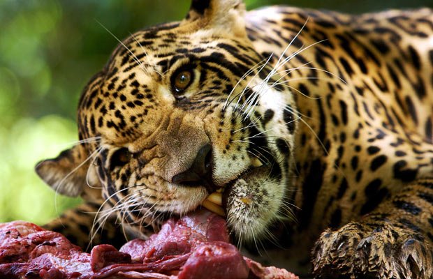 Рацион хищников. Плотоядные животные. Ягуар фото. Ягуар фото животного. Ягуар ест.