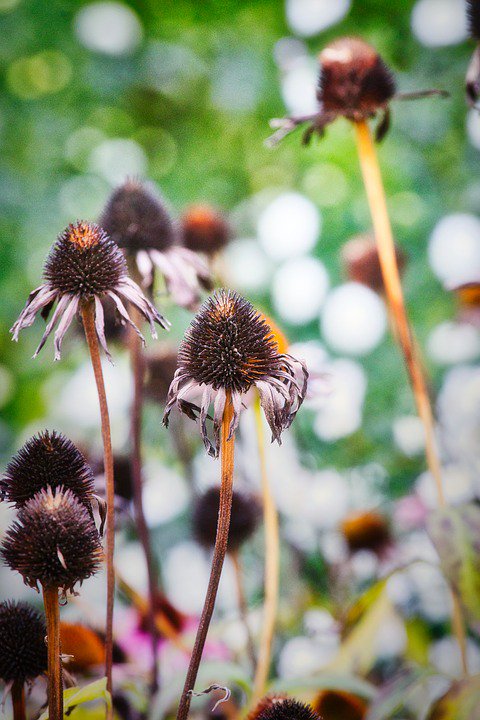 Now is the time to cut back perennial plants which have died down for winter. Alternatively, you can leave them in place for overwintering wildlife. #GardeningTopTip #WednesdayWisdom
